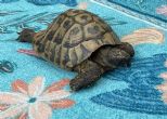 Hermanns : Male approx  17 years old (Parsley)